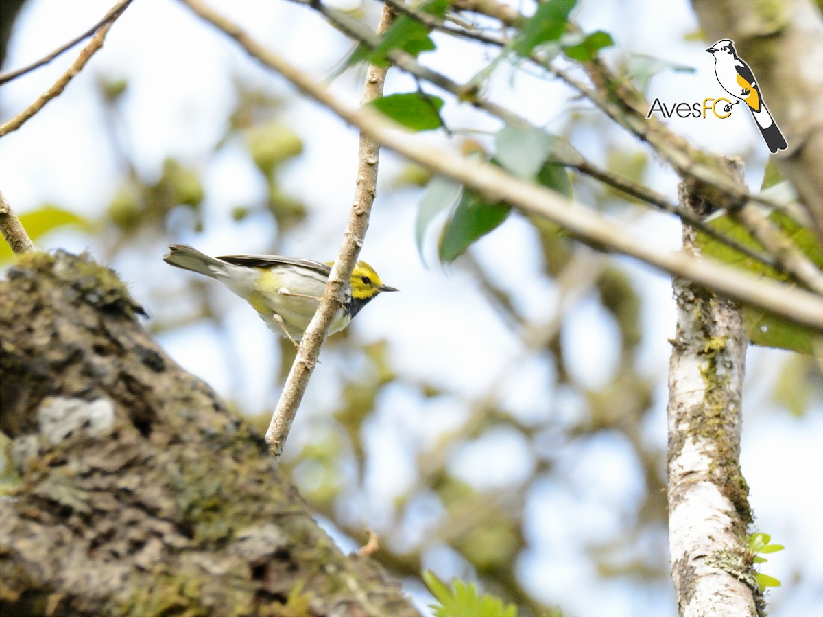 Black-throated Green Warbler - AvesFC UNAM