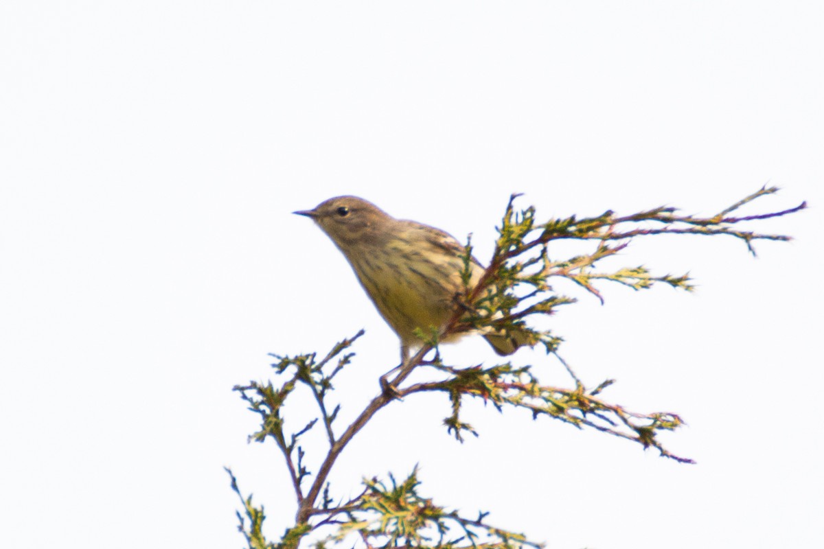 Cape May Warbler - ML263188151