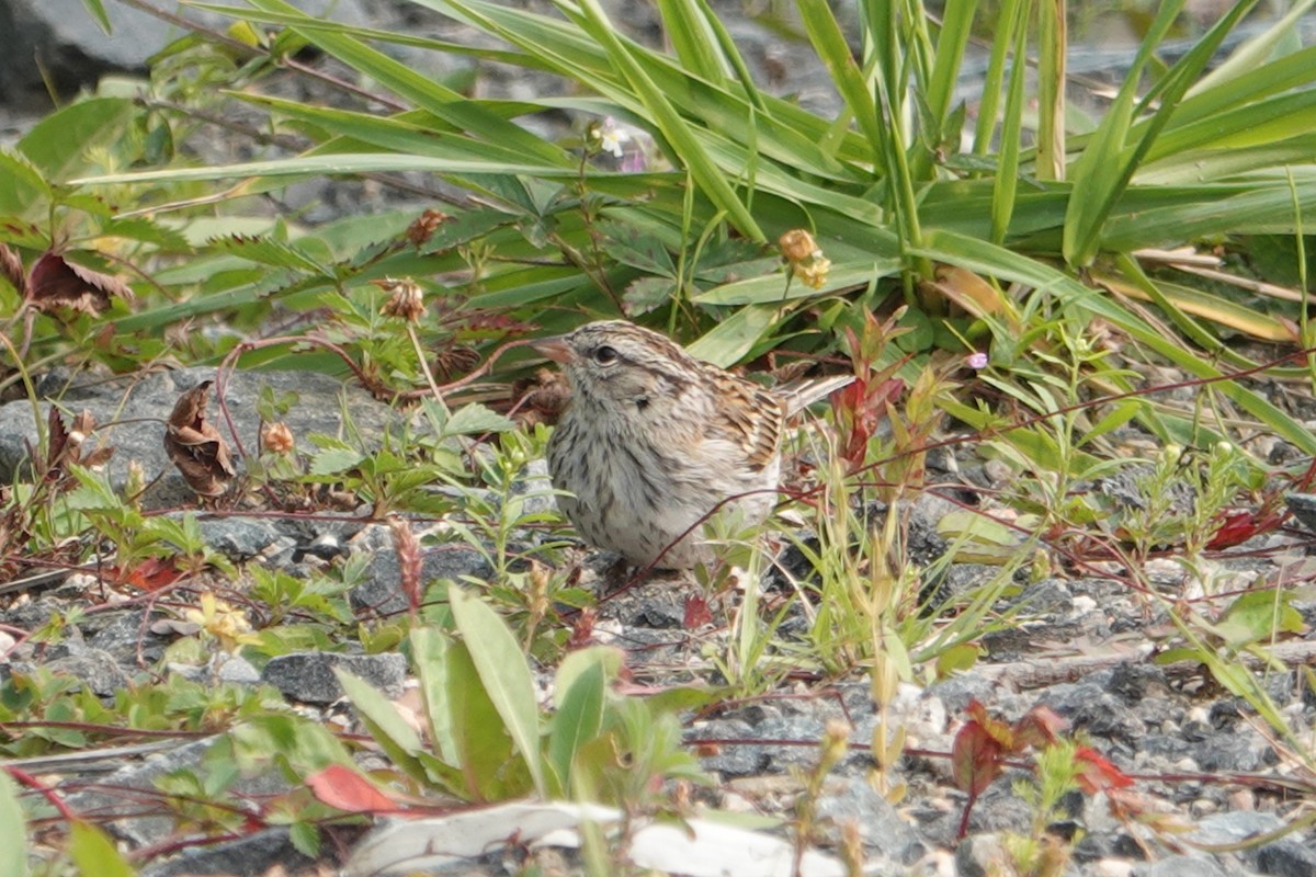 Chipping Sparrow - ML263188321