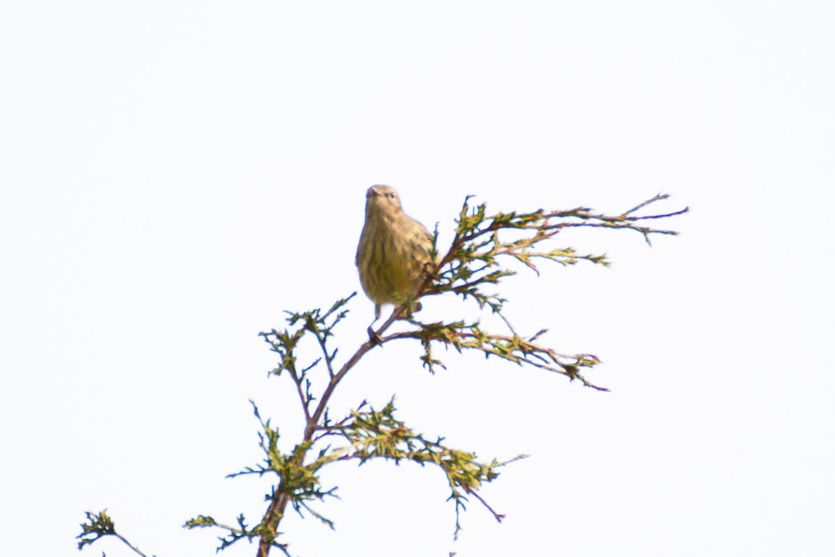 Cape May Warbler - ML263188921