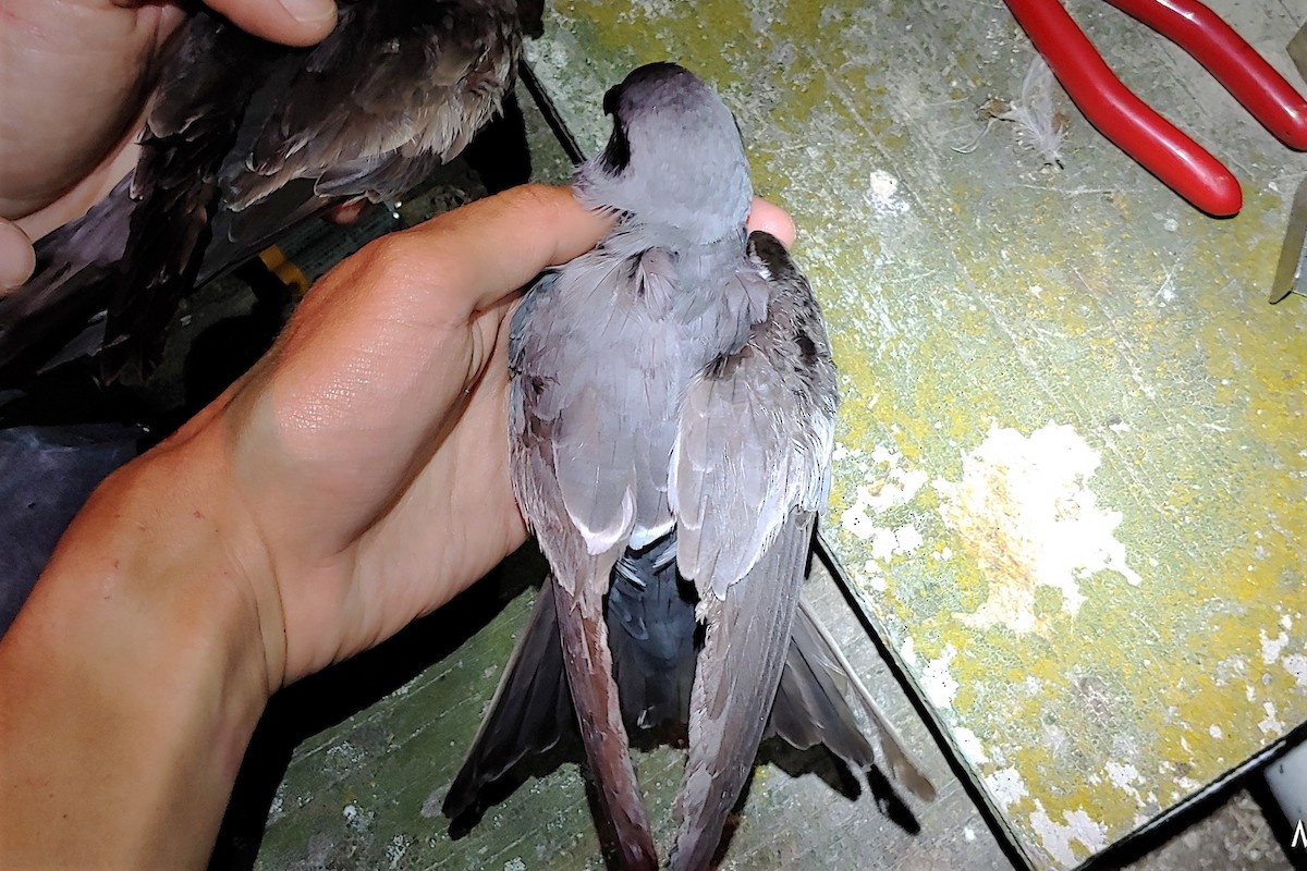 Fork-tailed Storm-Petrel - ML263191691