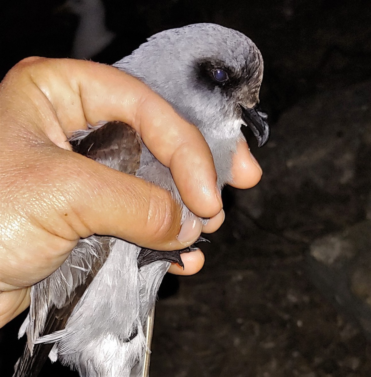 Fork-tailed Storm-Petrel - ML263195301