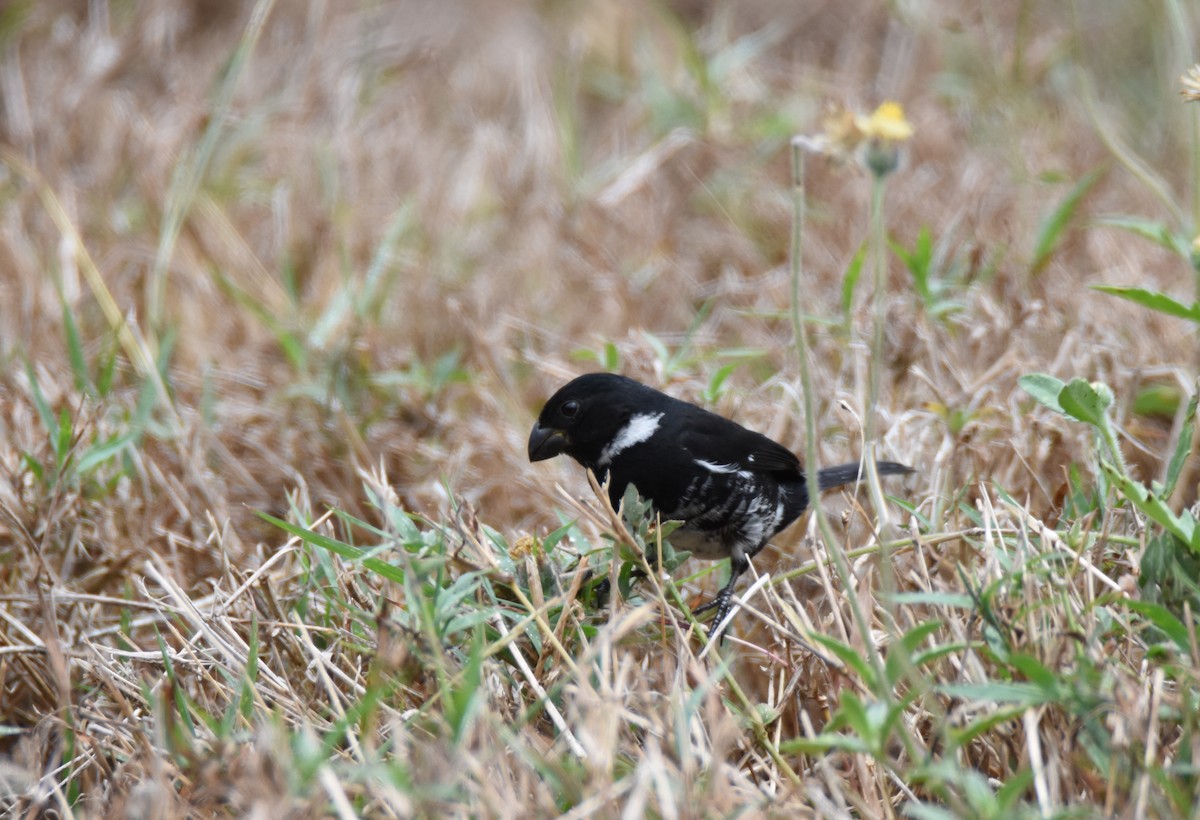 Variable Seedeater - ML26319651