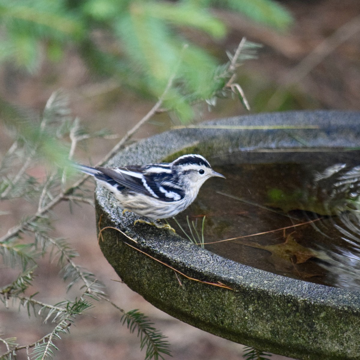 Black-and-white Warbler - ML263199731