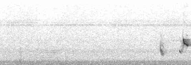 Певчая сорокопутница - ML26320