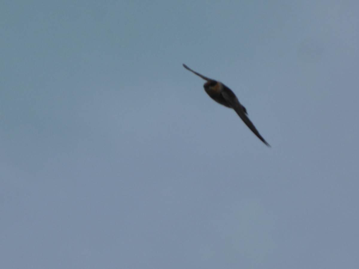 Cave Swallow - ML26320061