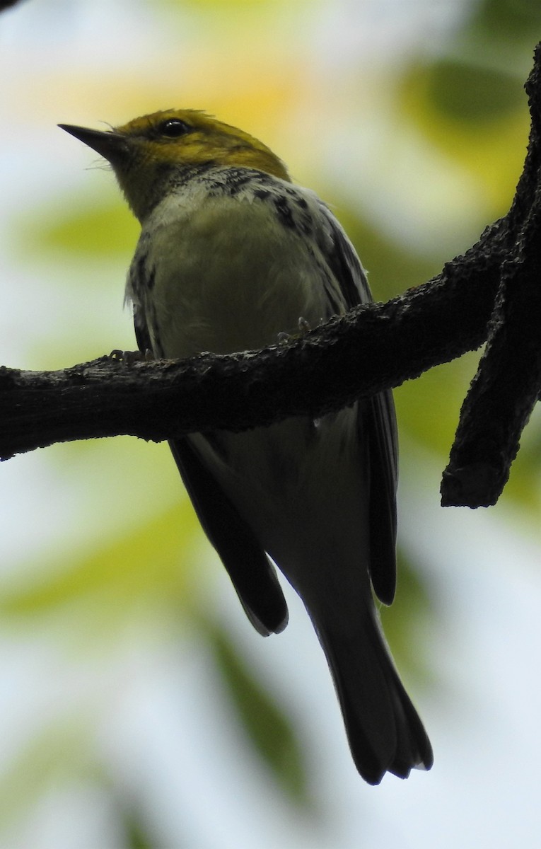Black-throated Green Warbler - Paul McKenzie