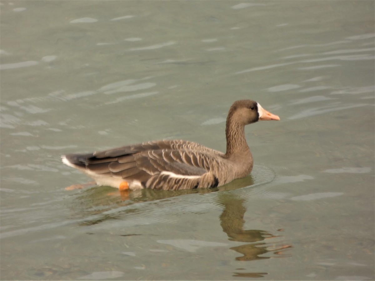 Greater White-fronted Goose - ML263203511