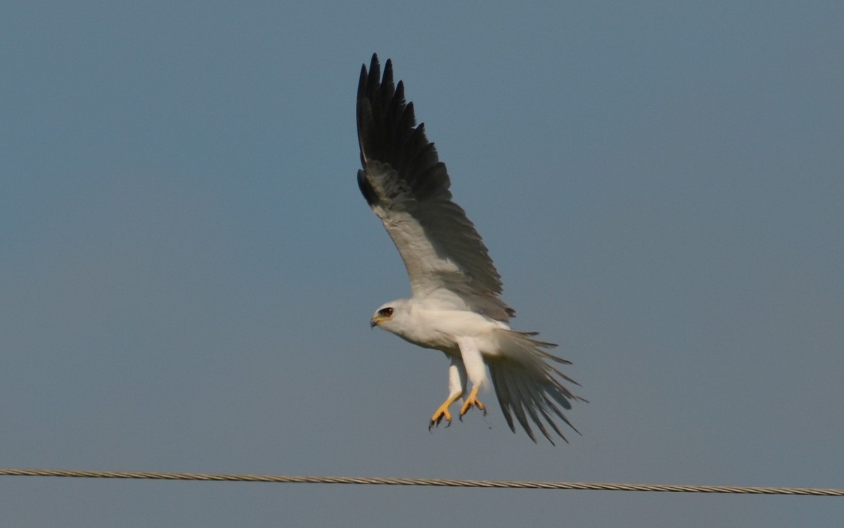 White-tailed Kite - Ramón  Trinchan Guerra