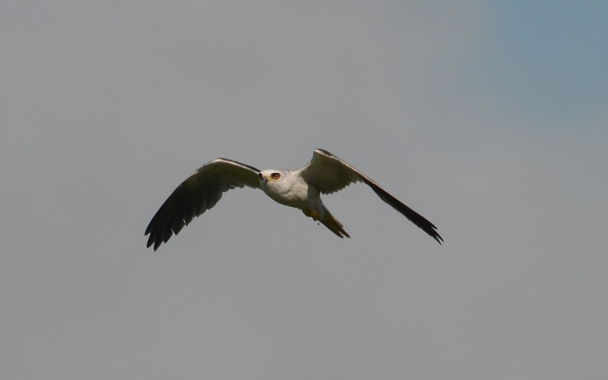 White-tailed Kite - ML263203601