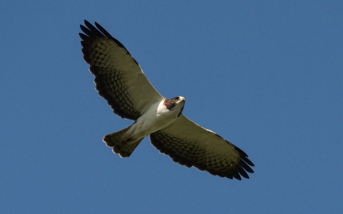 Short-tailed Hawk - ML263204301