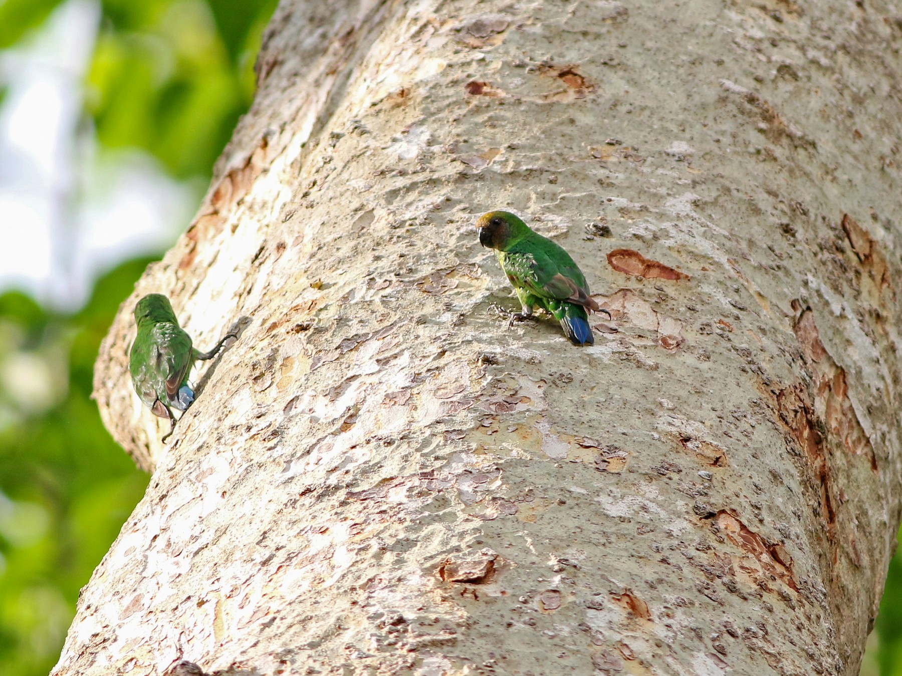 Yellow-capped Pygmy-Parrot - Meng-Chieh (孟婕) FENG (馮)