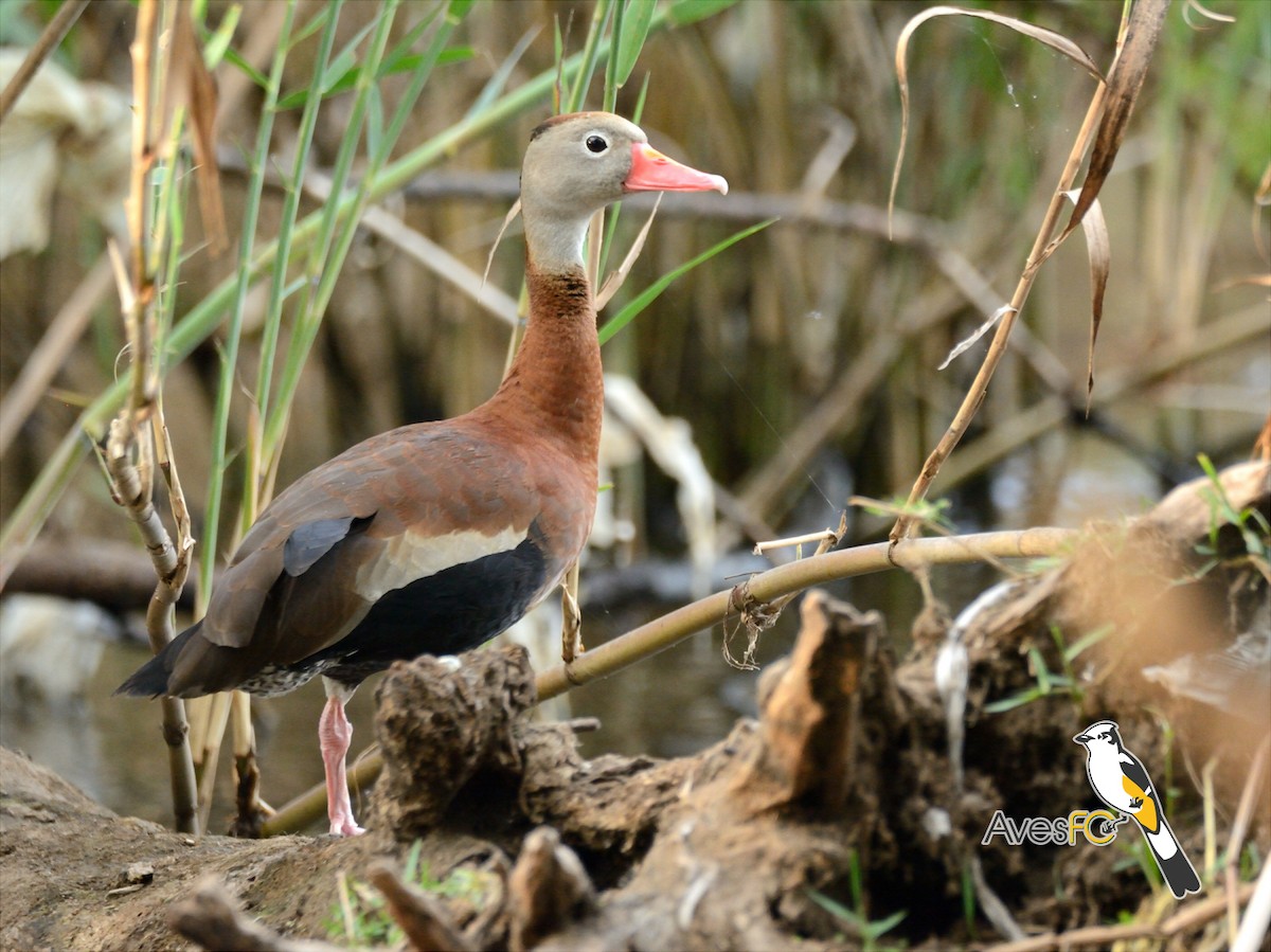 Black-bellied Whistling-Duck - AvesFC UNAM