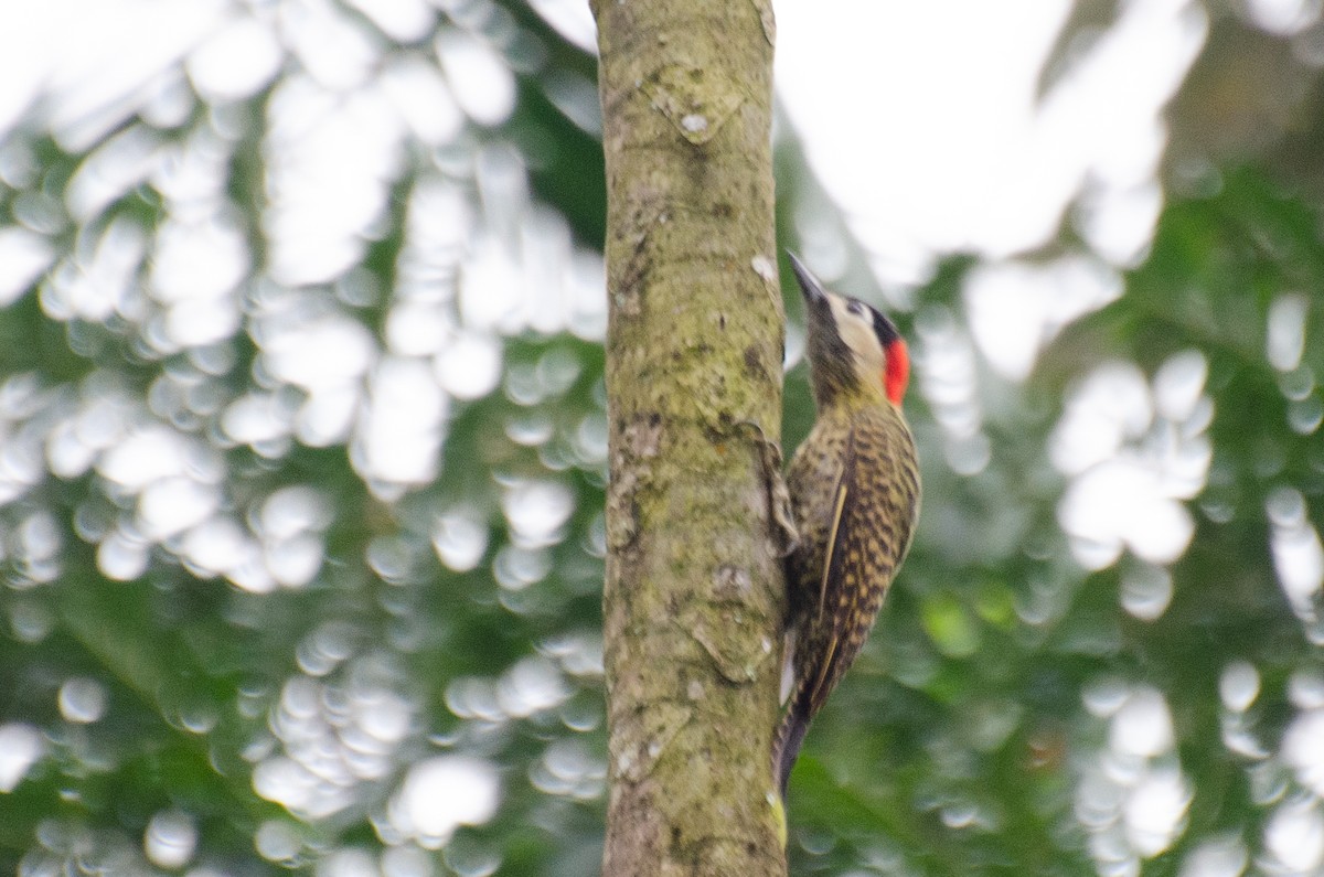 Green-barred Woodpecker - ML263217521