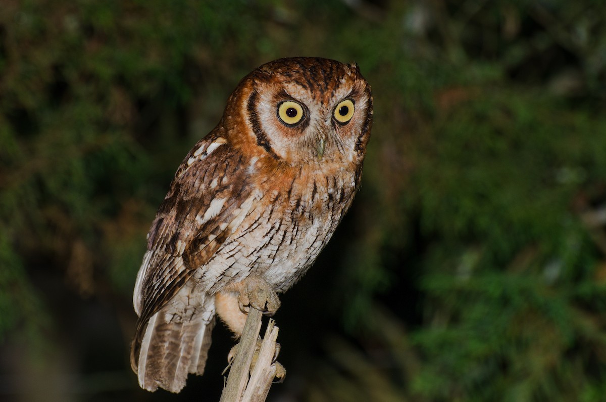 Tropical Screech-Owl - Marcos Eugênio Birding Guide