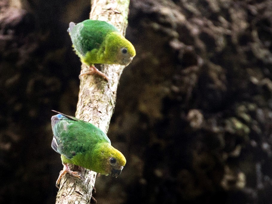 Yellow-capped Pygmy-Parrot - Lars Petersson | My World of Bird Photography