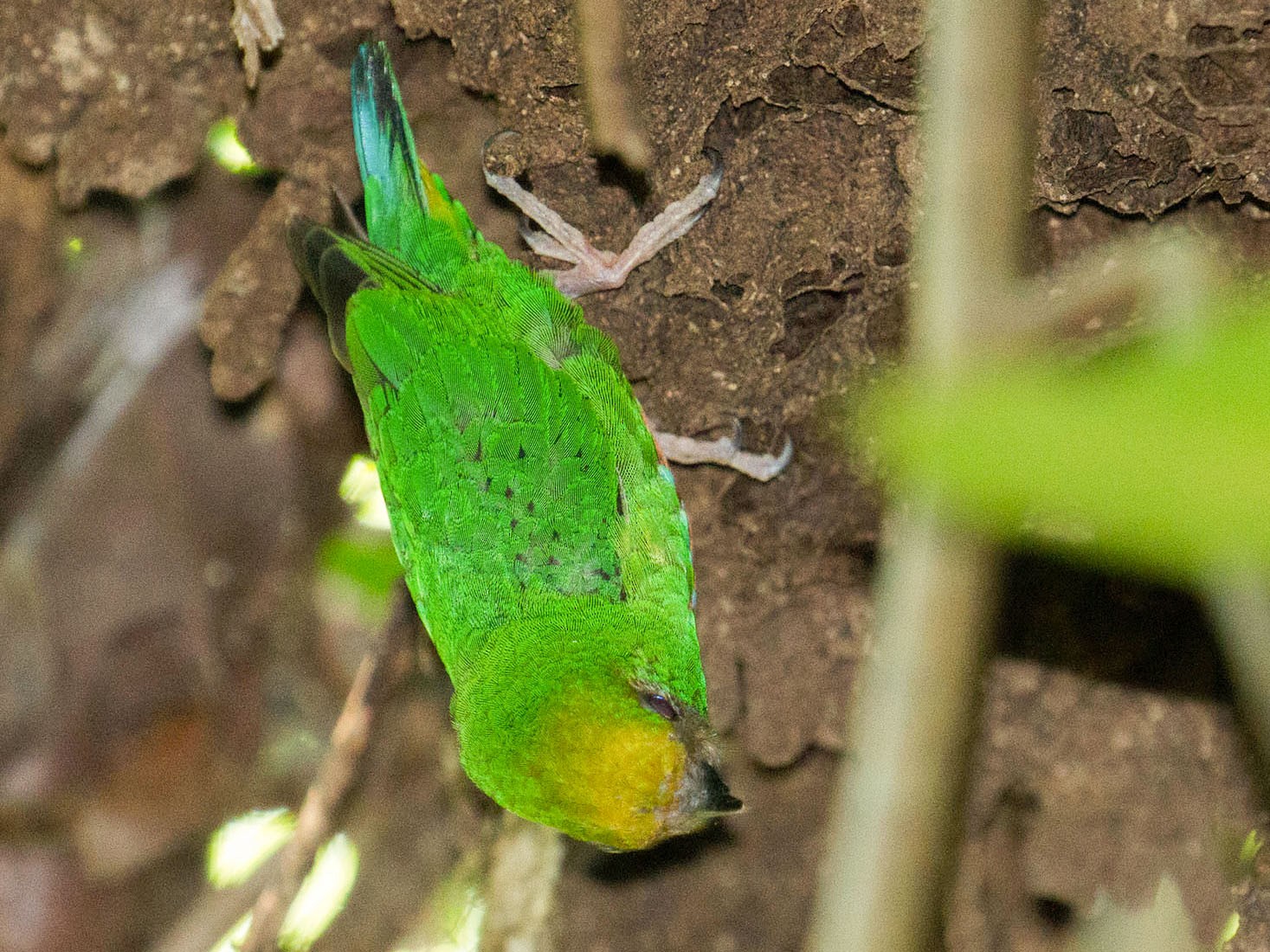 Yellow-capped Pygmy-Parrot - Kristof Zyskowski