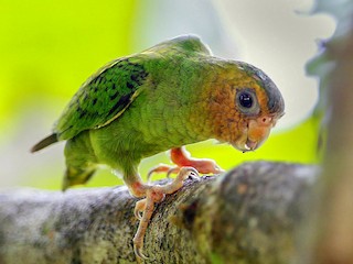  - Buff-faced Pygmy-Parrot