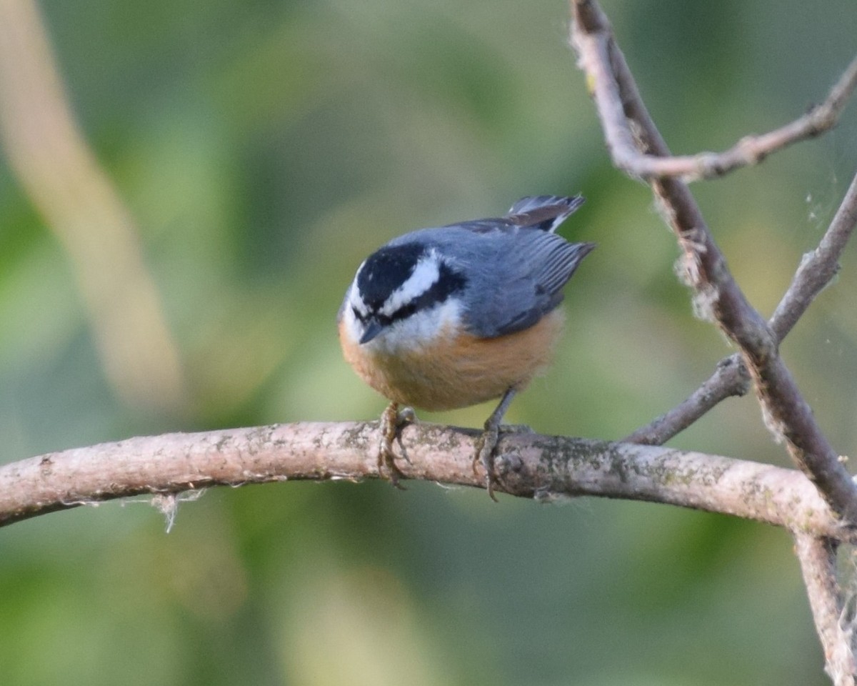 Red-breasted Nuthatch - David Kennedy