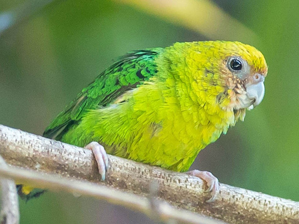 Yellow-capped Pygmy-Parrot - Dom Chaplin