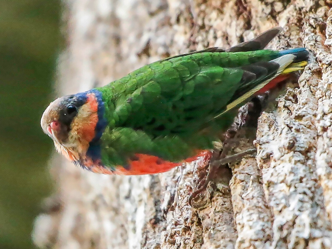 Red-breasted Pygmy-Parrot - Mathieu  Bally