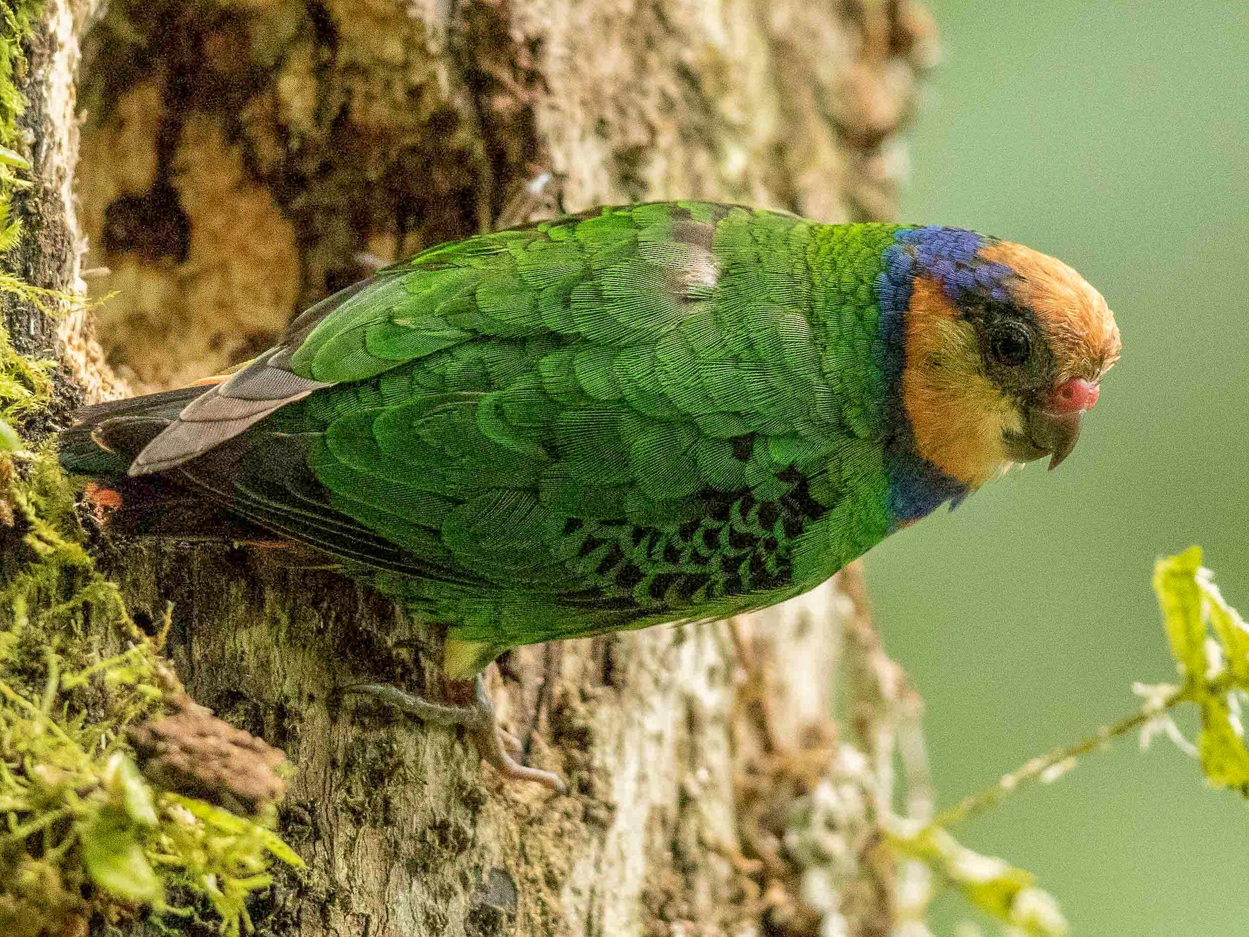 Red-breasted Pygmy-Parrot - Eric VanderWerf
