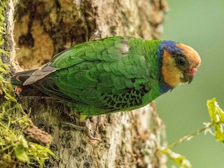  - Red-breasted Pygmy-Parrot