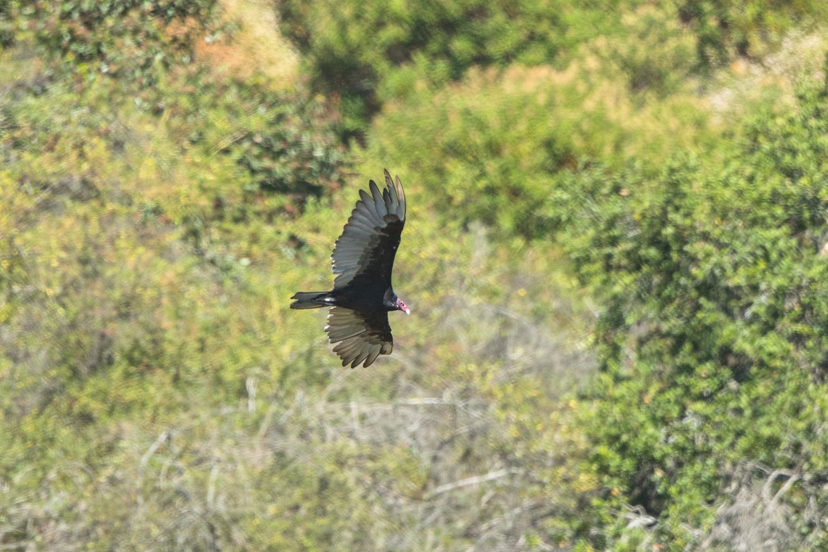 Turkey Vulture - Rhys Marsh