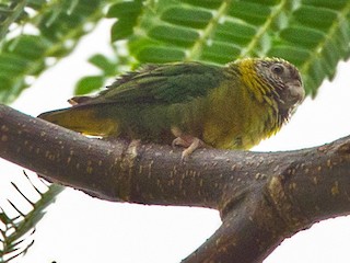  - Meek's Pygmy-Parrot