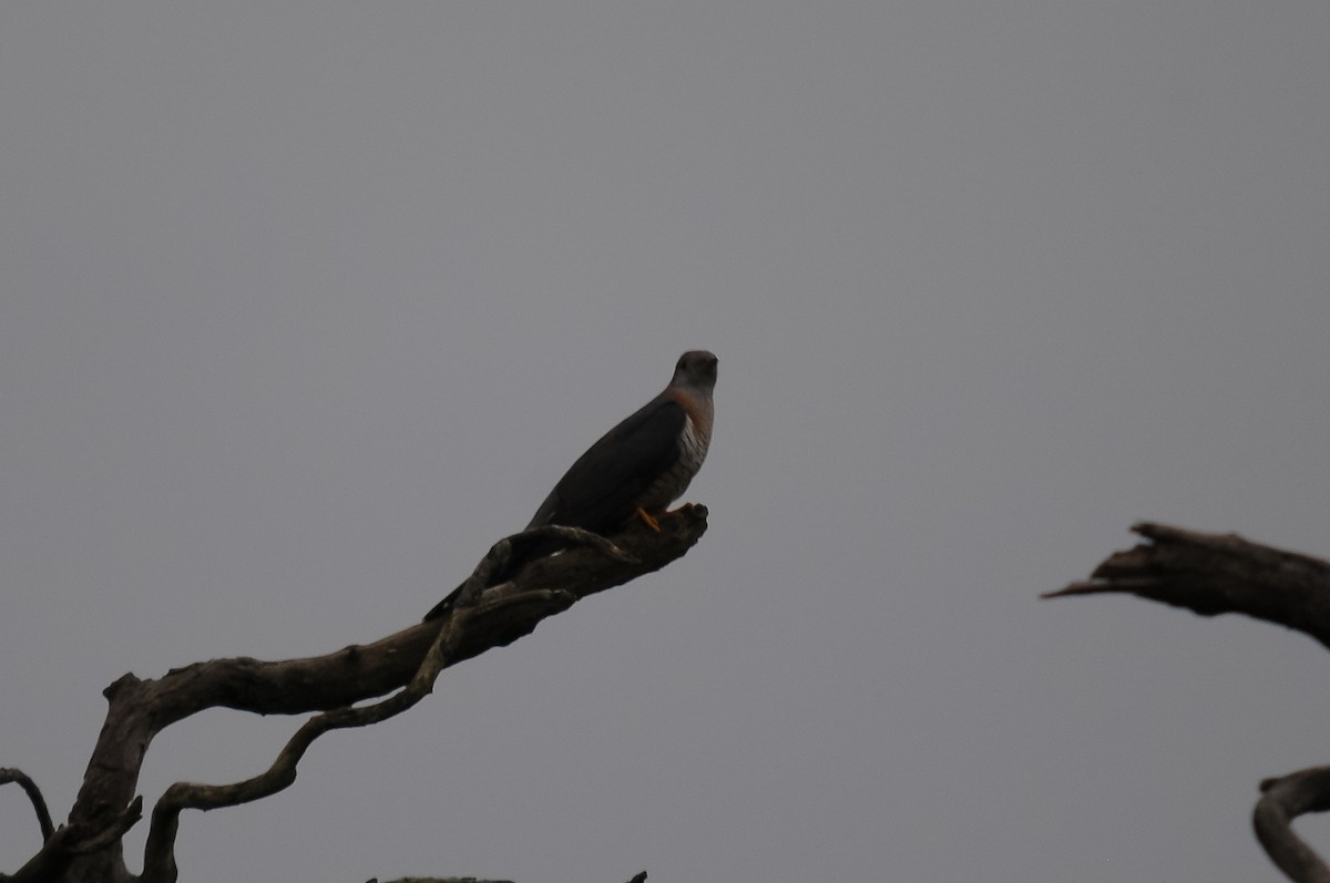 Red-chested Cuckoo - ML263229591