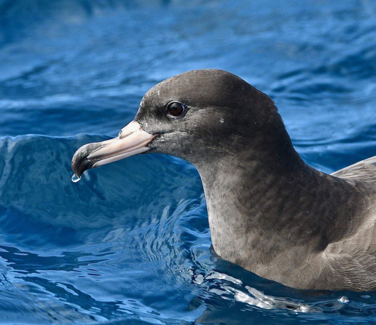 Flesh-footed Shearwater - ML263229701