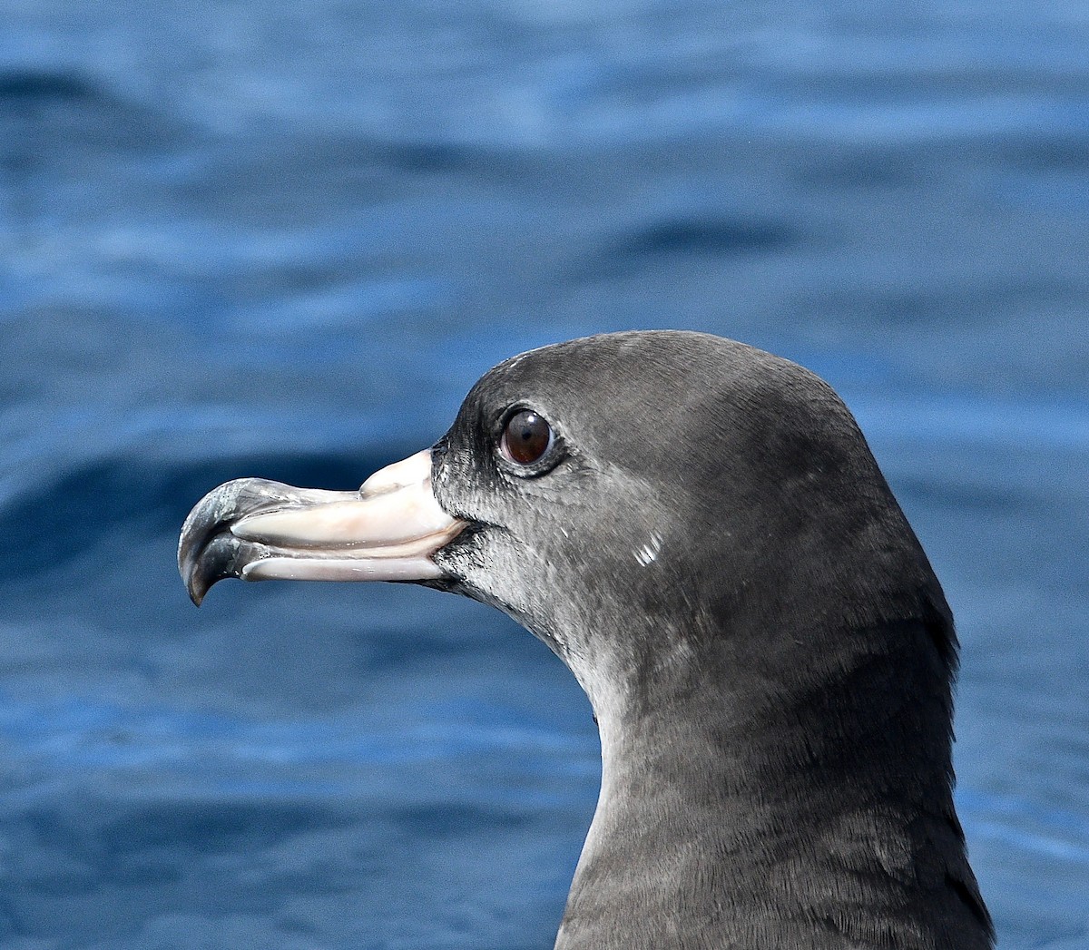 Flesh-footed Shearwater - ML263231041