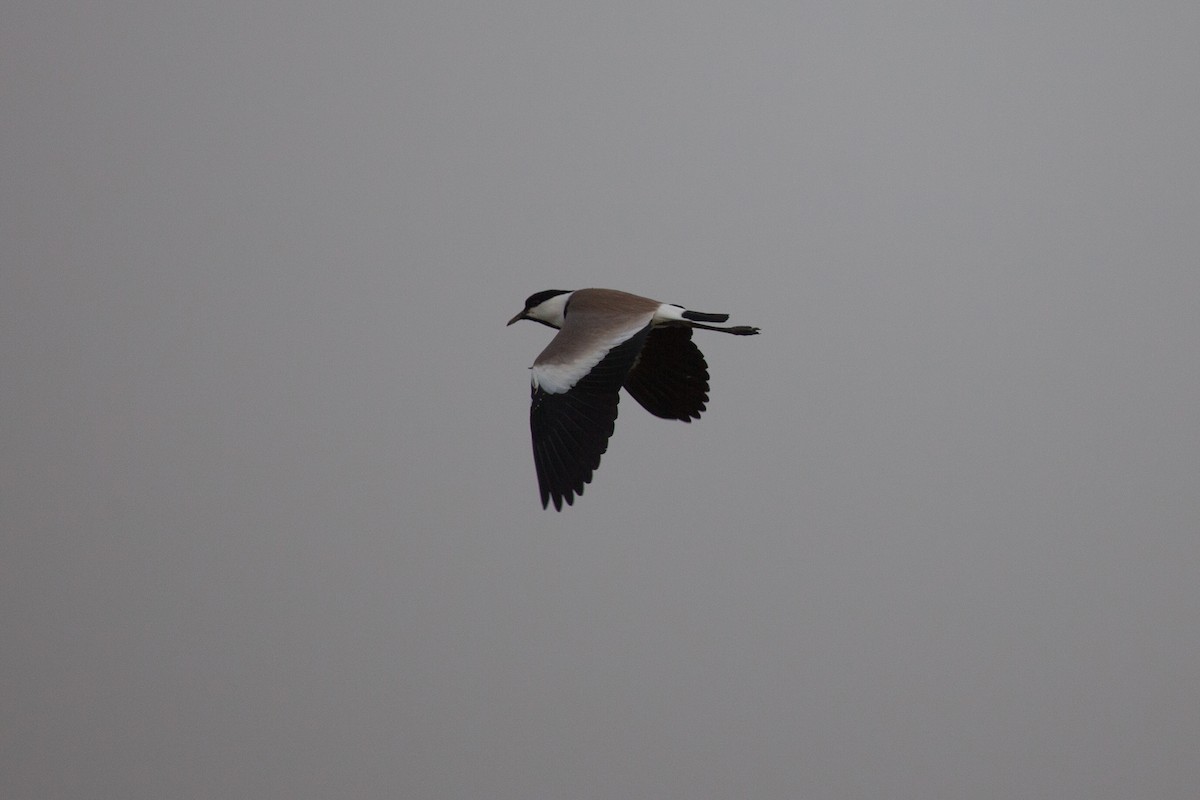 Spur-winged Lapwing - ML263231751