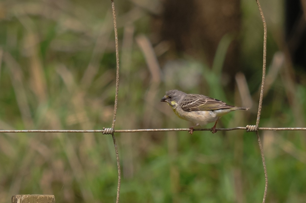 Lemon-breasted Seedeater - Augusto Faustino