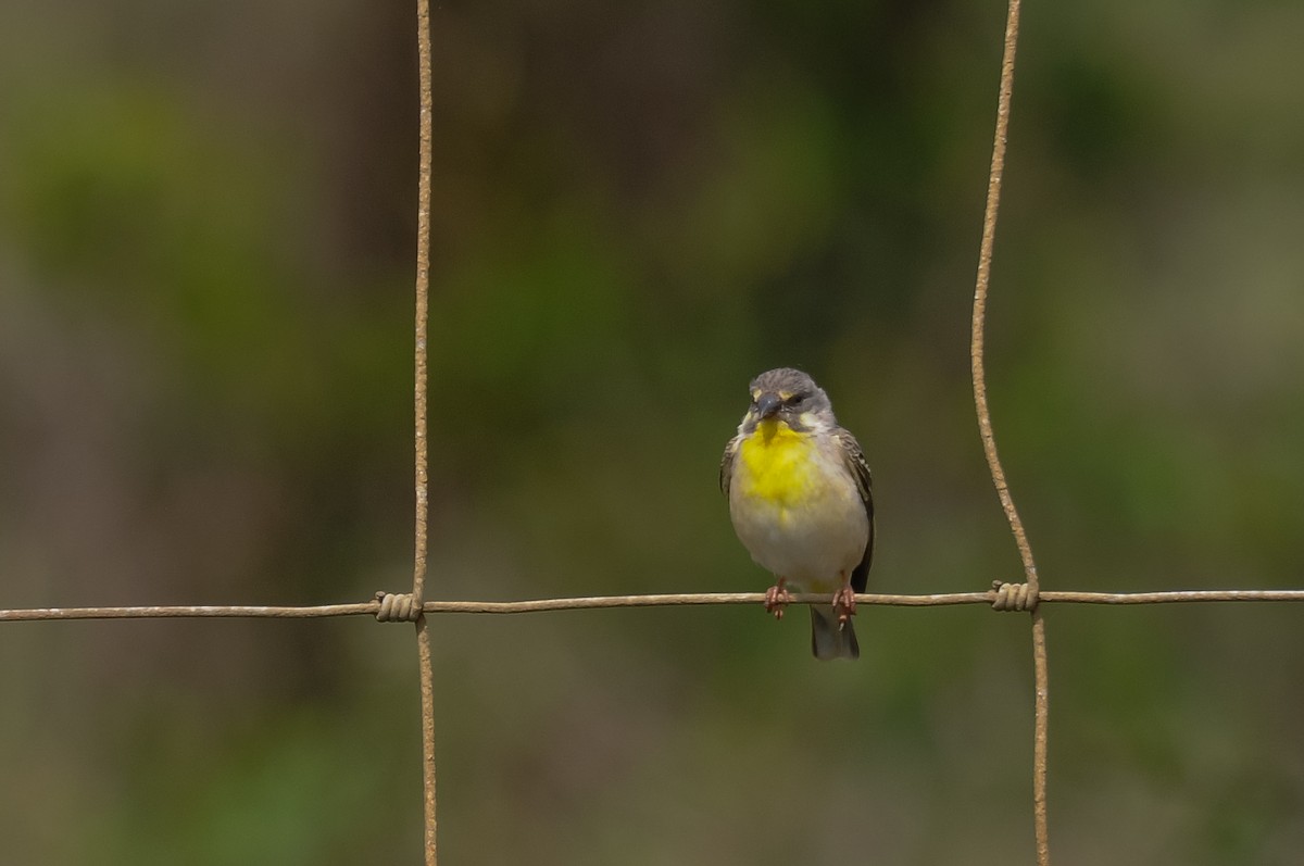 Lemon-breasted Seedeater - Augusto Faustino