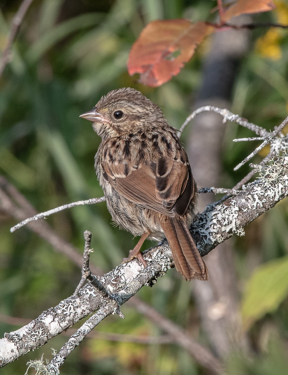 Song Sparrow - thomas berriman