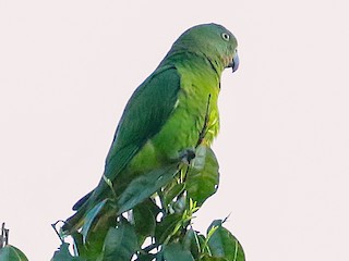  - Blue-collared Parrot