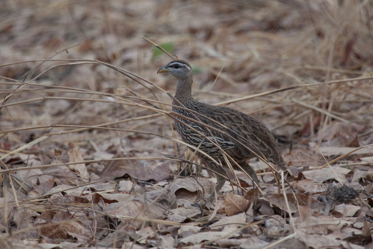 Double-spurred Spurfowl - ML263238421