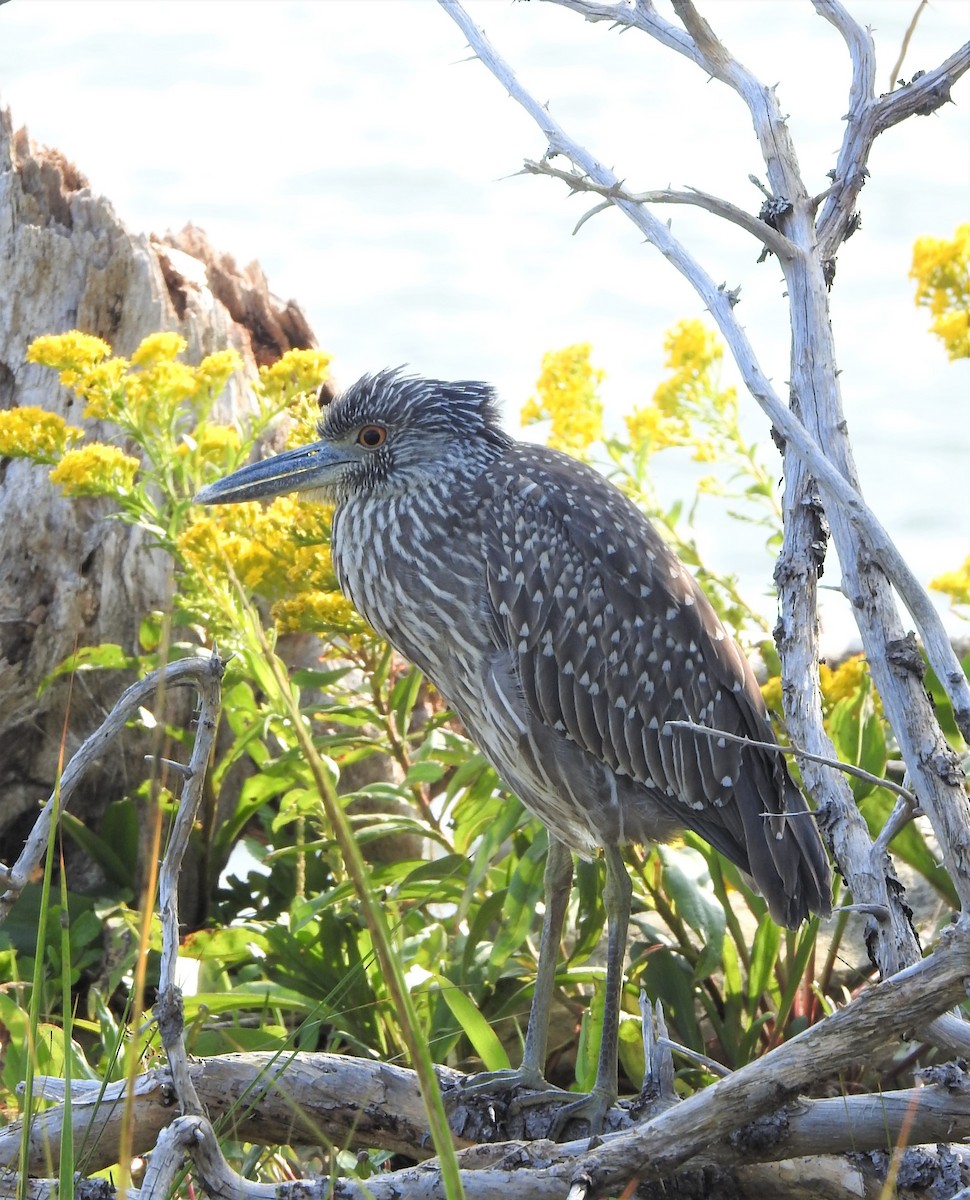 Yellow-crowned Night Heron - Cindy Staicer