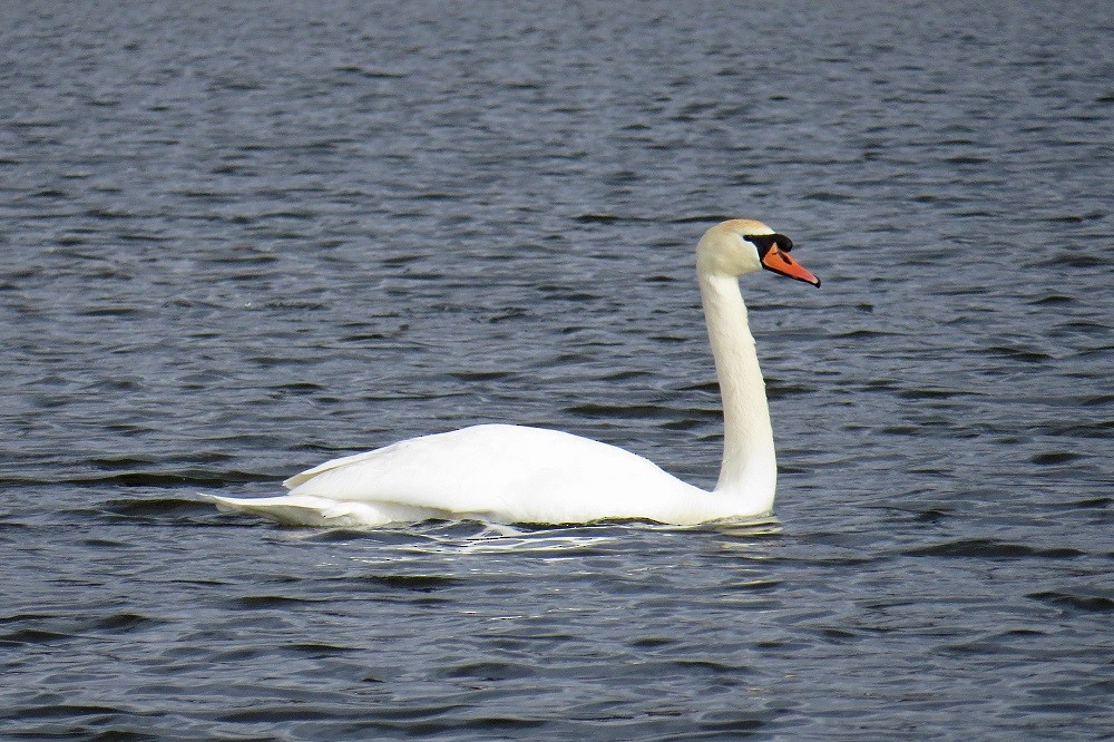 Mute Swan - Donald Sutherland