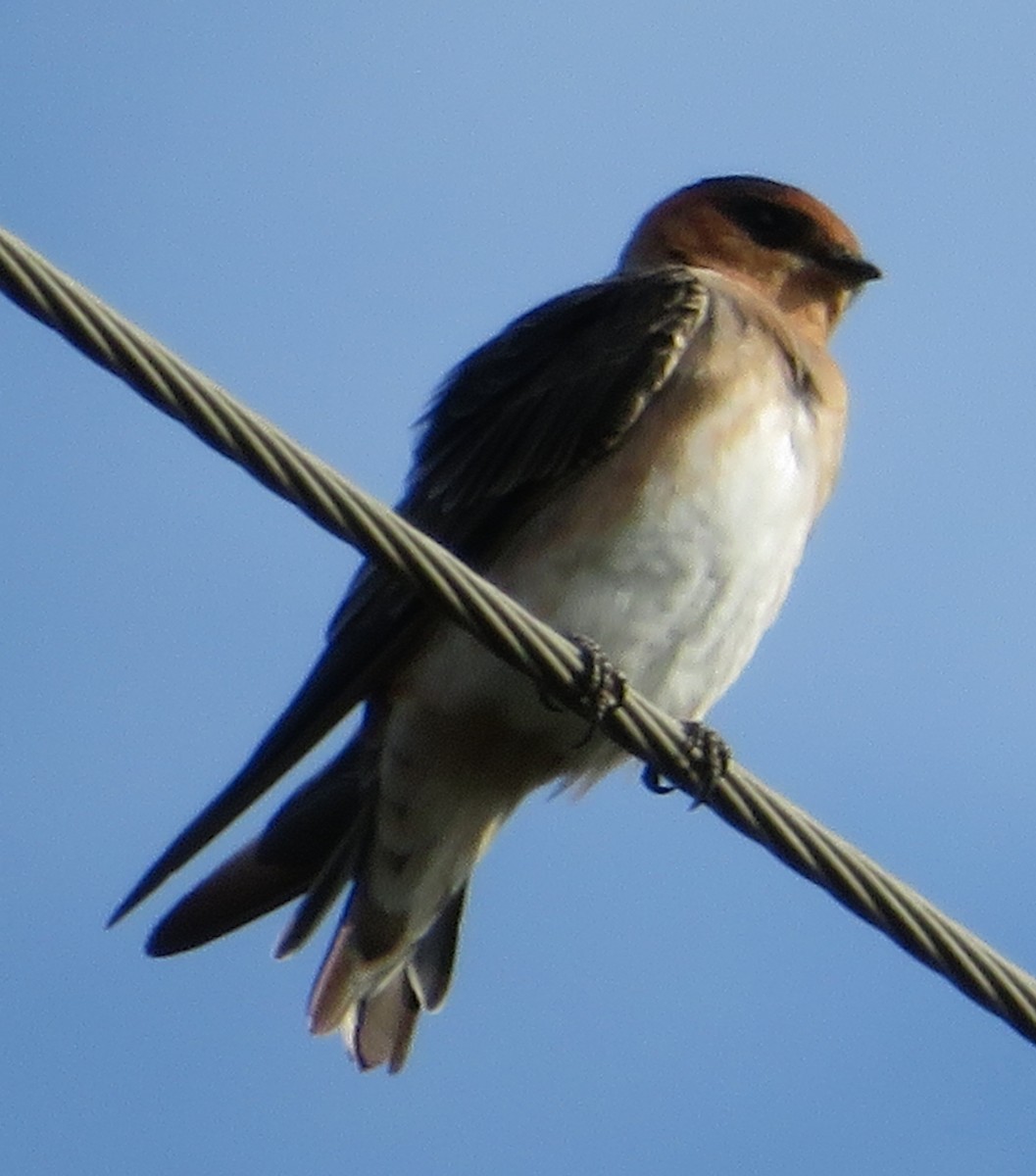 Cave Swallow - ML263246191