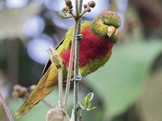  - Yellow-billed Lorikeet
