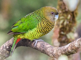  - Brehm's Tiger-Parrot