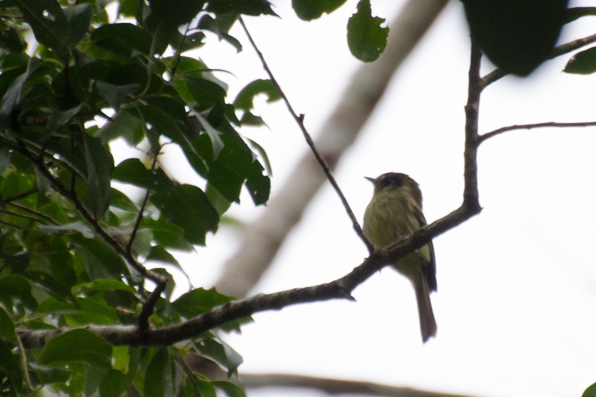 Sepia-capped Flycatcher - ML263249881
