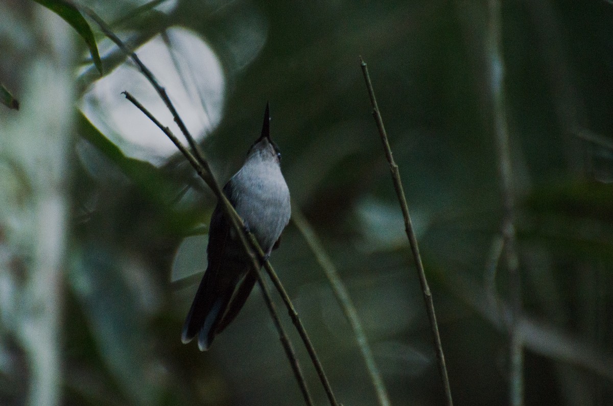 Violet-capped Woodnymph - Marcos Eugênio Birding Guide