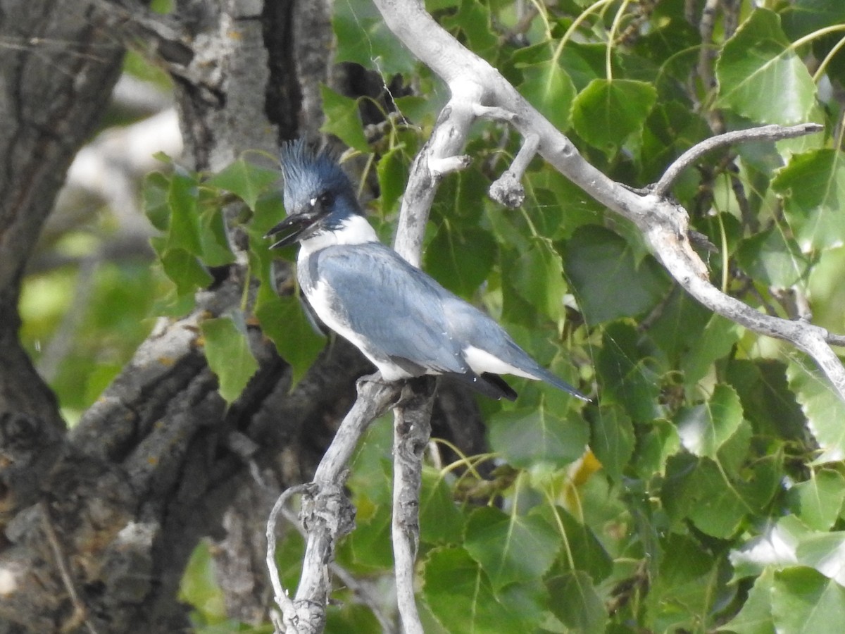 Belted Kingfisher - ML263253181
