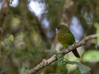  - Brehm's Tiger-Parrot
