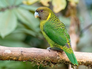  - Brehm's Tiger-Parrot