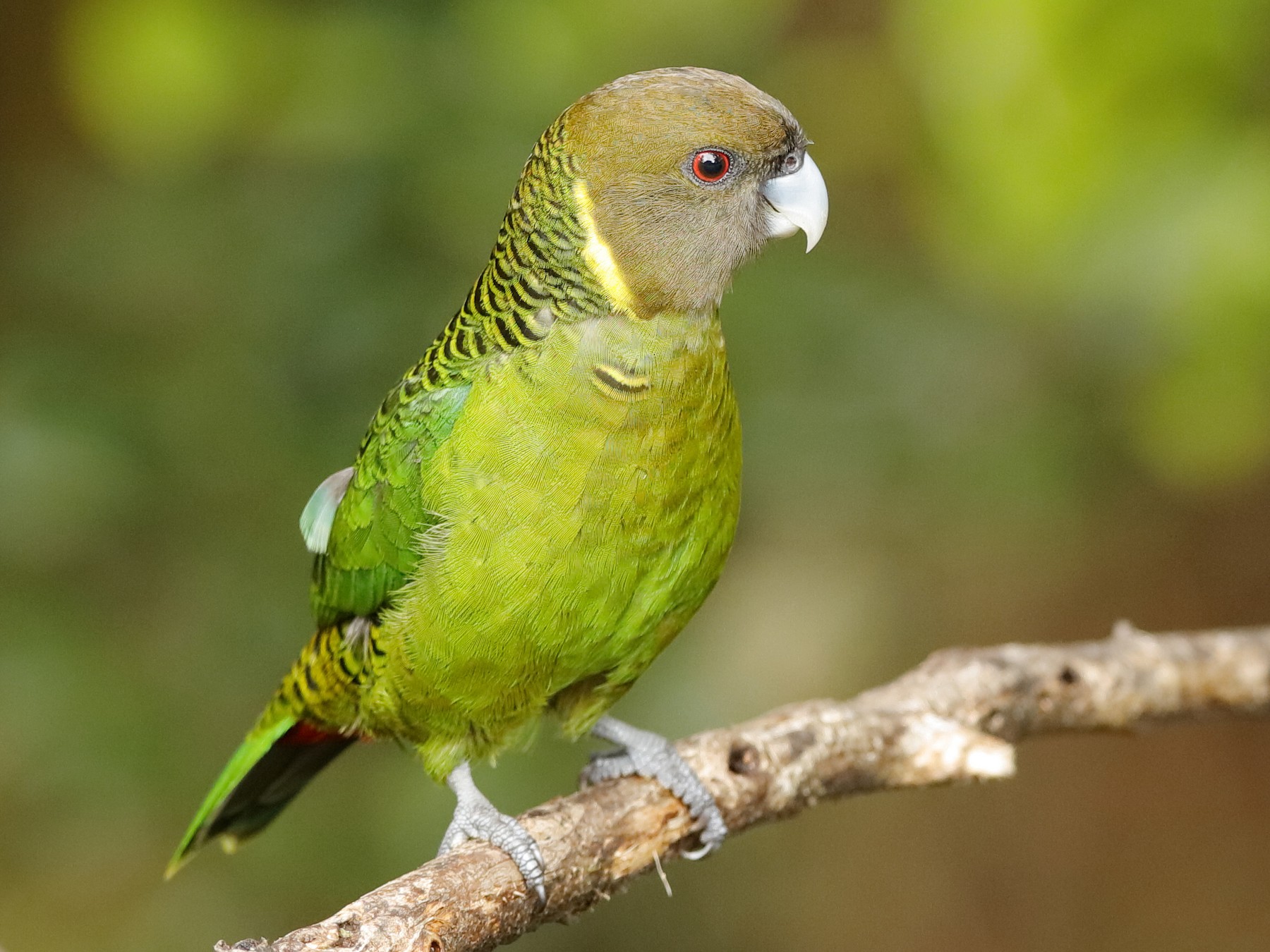 Brehm's Tiger-Parrot - Holger Teichmann