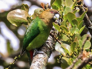  - Madarasz's Tiger-Parrot